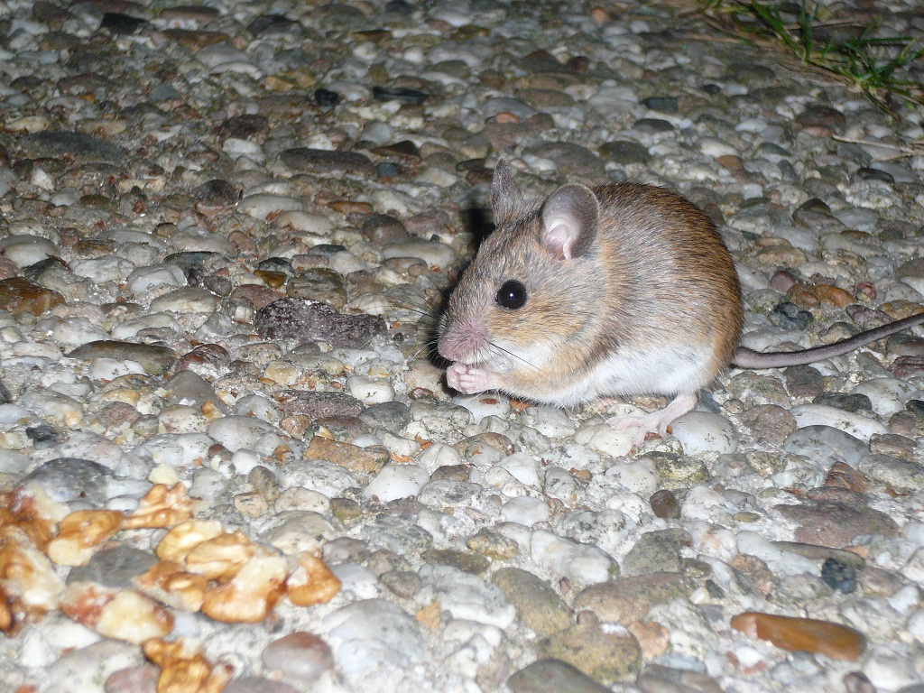 Ciclo biológico ratón