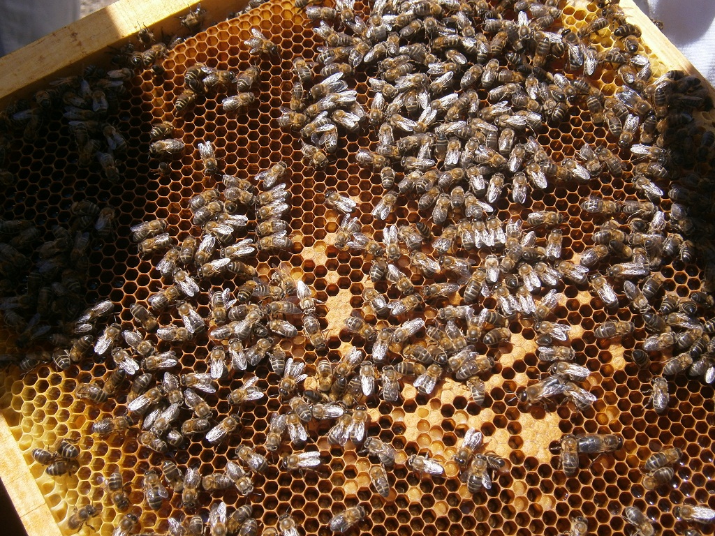 Ciclo biológico de las abejas