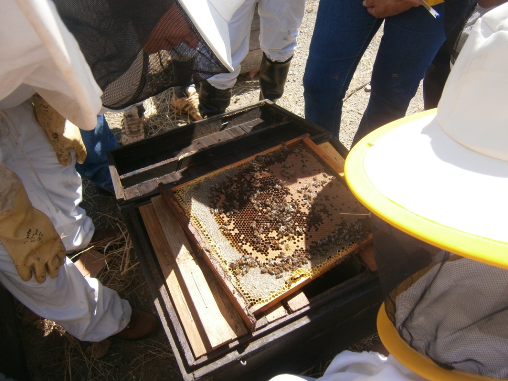 Ciclo biológico de las abejas