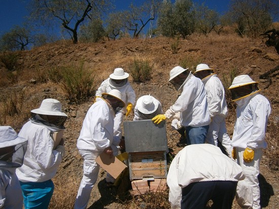 Grupo de apilcultores en colmenas