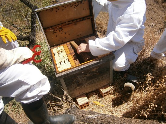 Apicultores trabajando con abejas