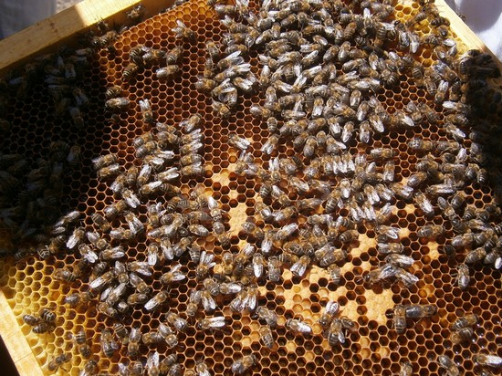 Sala de cría de abejas