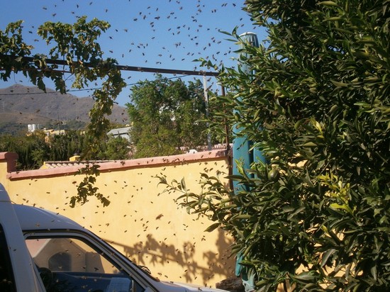 Nuevo emjambre de abejas