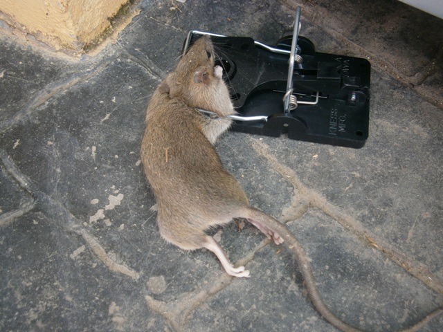 Captura de rata