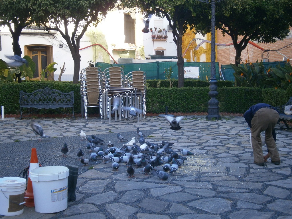 Las palomas,  una de las plagas más molestas en las ciudades