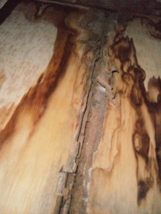 Daños de termitas atraídas por la humedad
