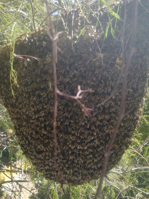 Emjambre de abejas en árbol