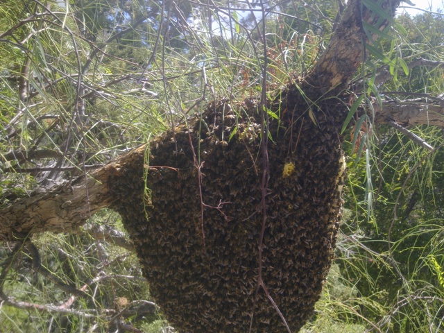 Emjambre de abejas posado en una rama